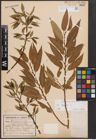 Foto von Salix fragilis L.